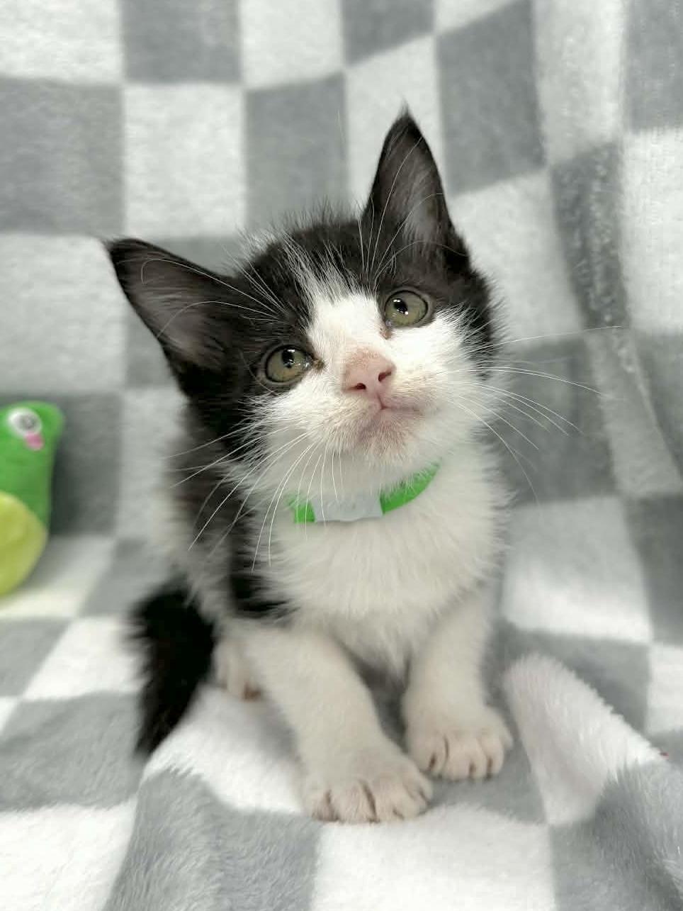 Marx, ADOPTABLE, Kitten Male Tuxedo.