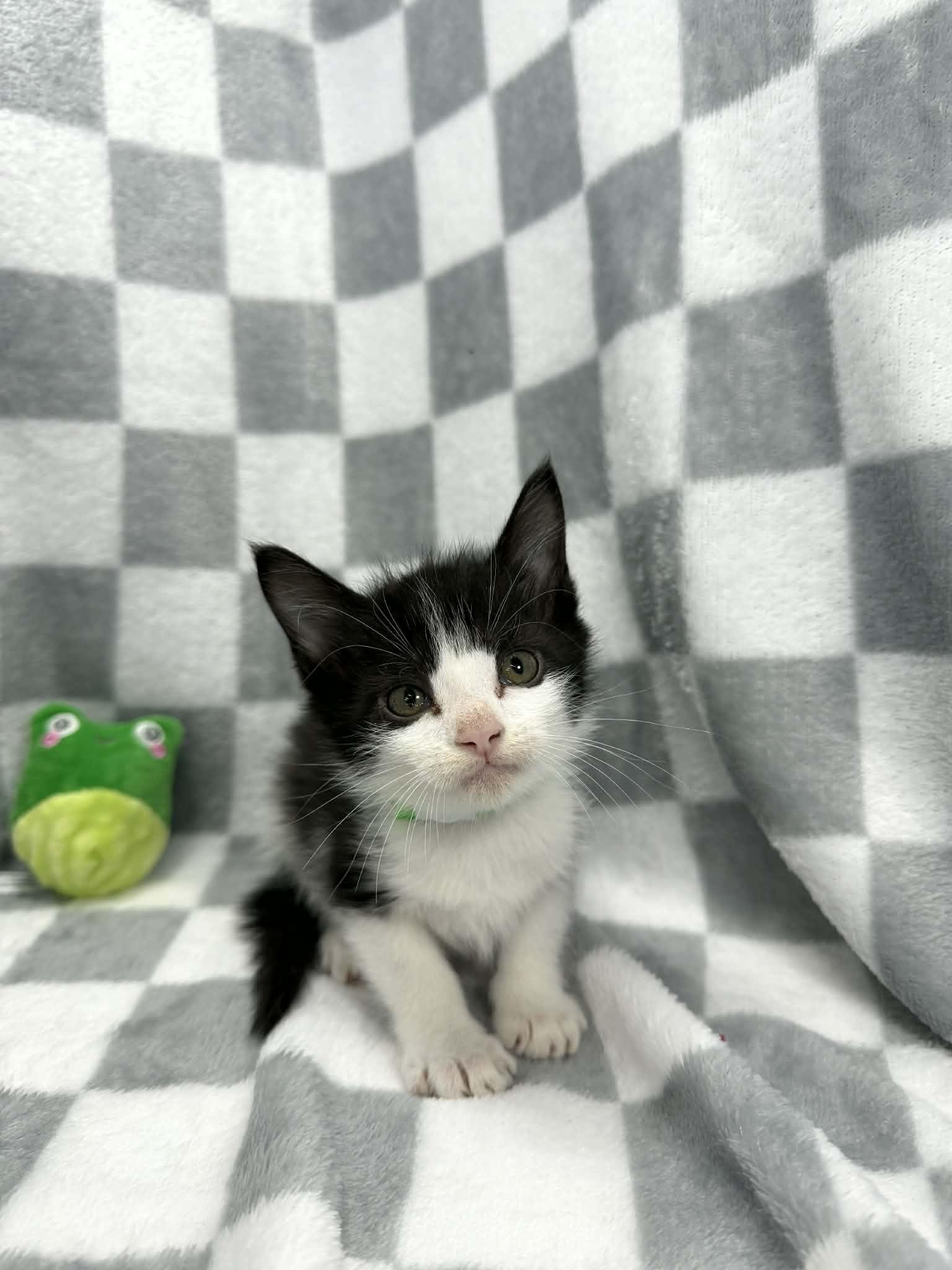 Marx, a ADOPTABLE Tuxedo in Tavares, FL image 2/2