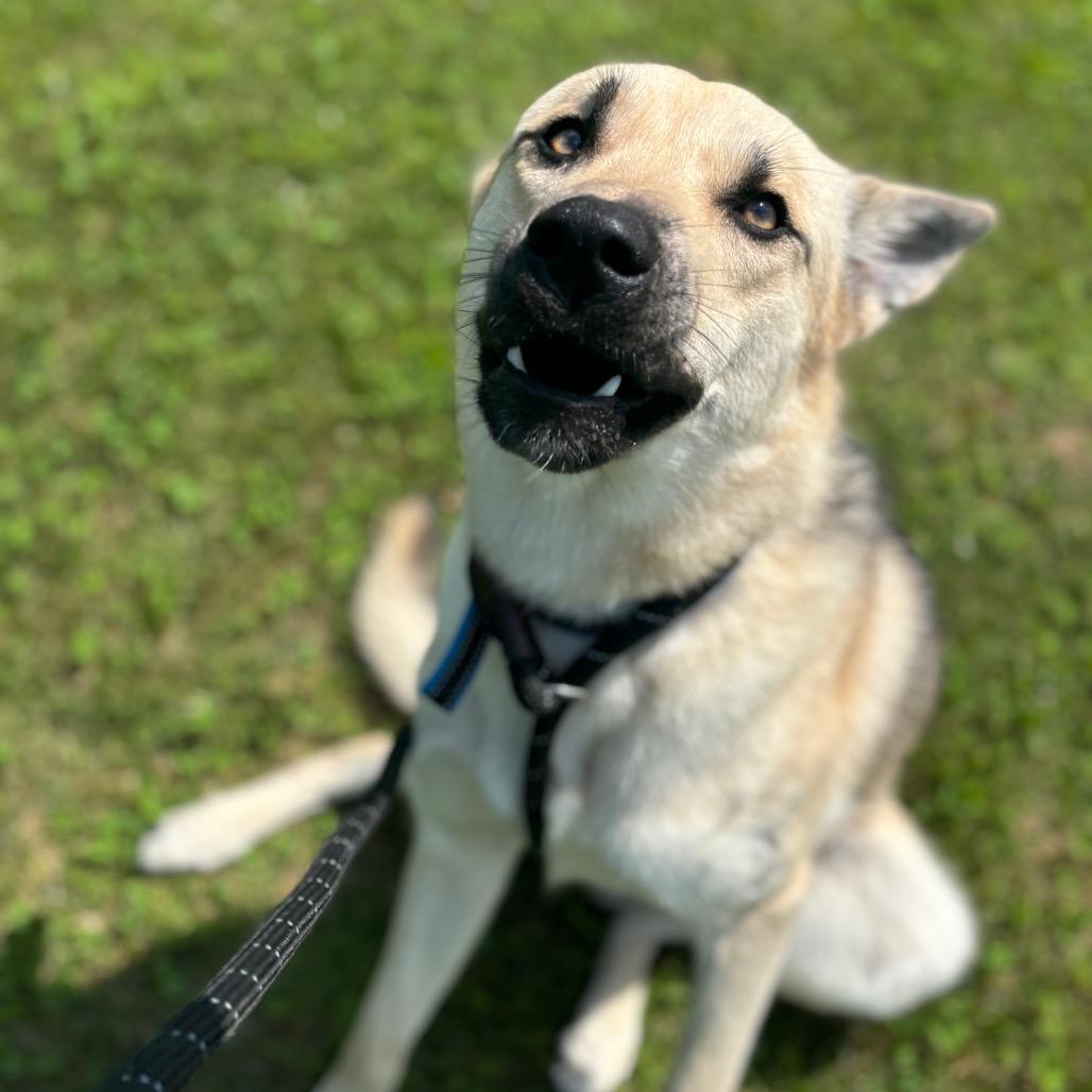 Kerplunk, Adoptable, Young Male Shepherd.