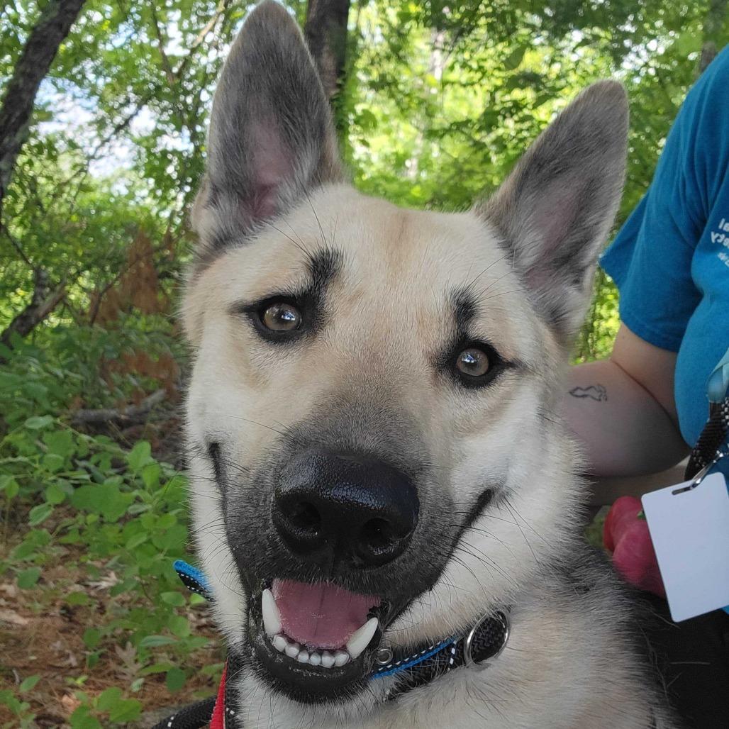 Kerplunk, a Adoptable Shepherd in Dover, NH image 2/6