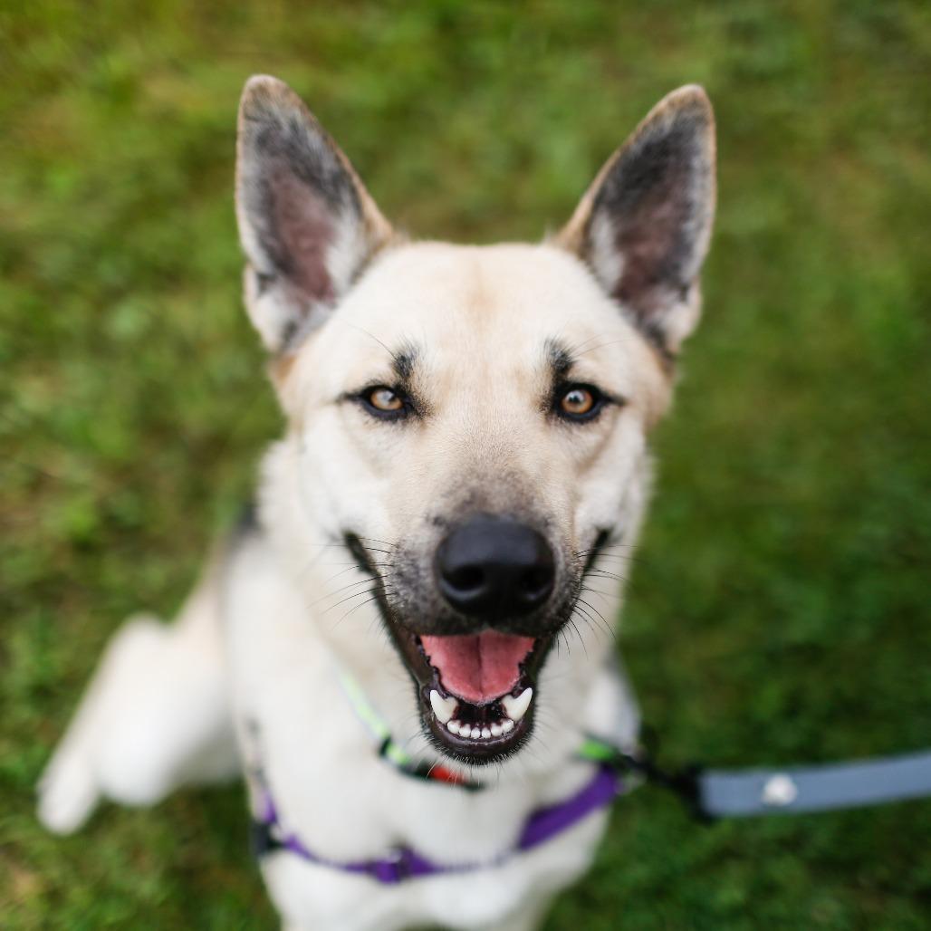 Kerplunk, a Adoptable Shepherd in Dover, NH image 3/6