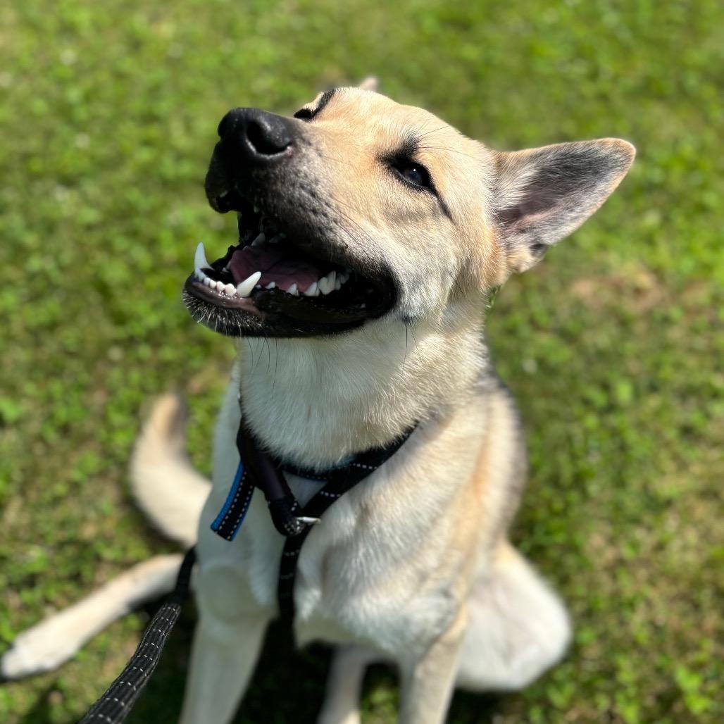 Kerplunk, a Adoptable Shepherd in Dover, NH image 4/6