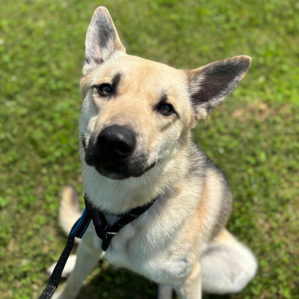 Kerplunk, a Adoptable Shepherd in Dover, NH image 5/6