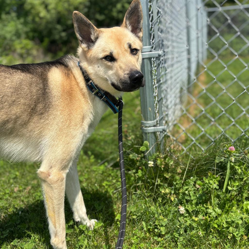 Kerplunk, a Adoptable Shepherd in Dover, NH image 6/6