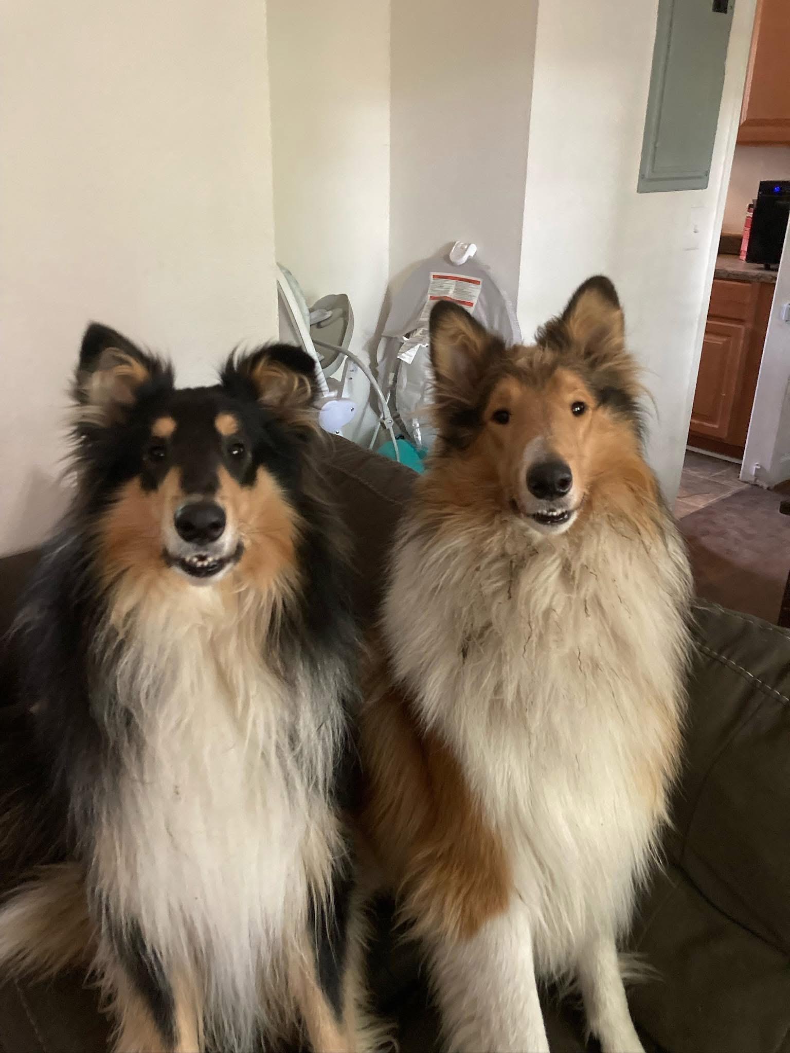 Enlarge Moose, a Adopted Rough Collie in Elyria, OH image 1/4
