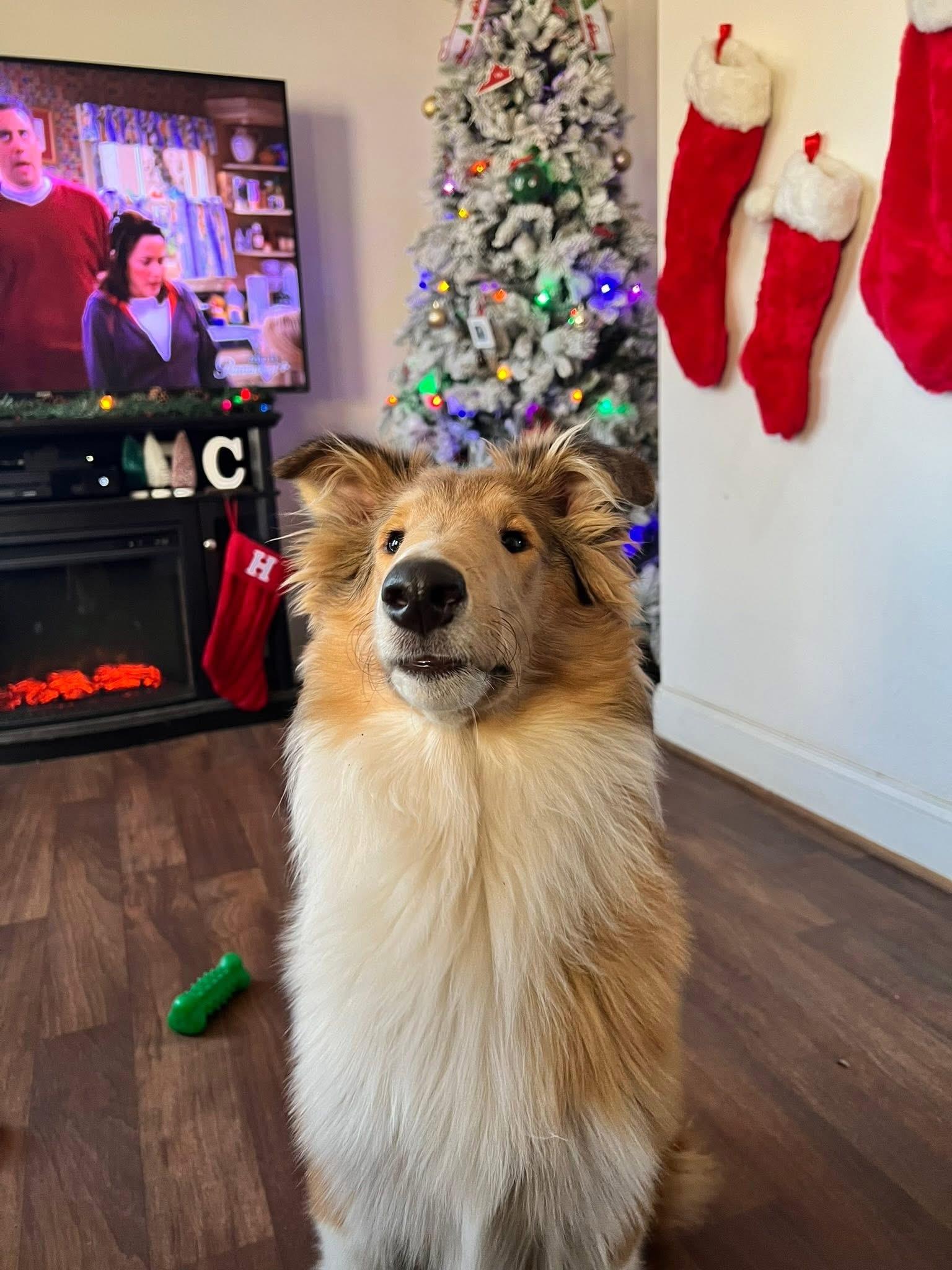 Enlarge Moose, a Adopted Rough Collie in Elyria, OH image 2/4