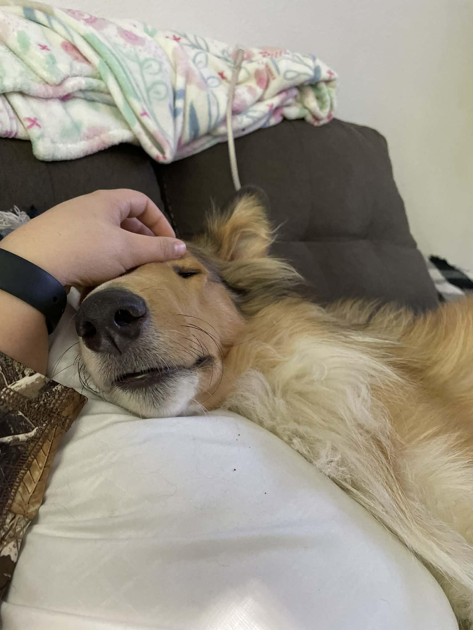 Enlarge Moose, a Adopted Rough Collie in Elyria, OH image 3/4