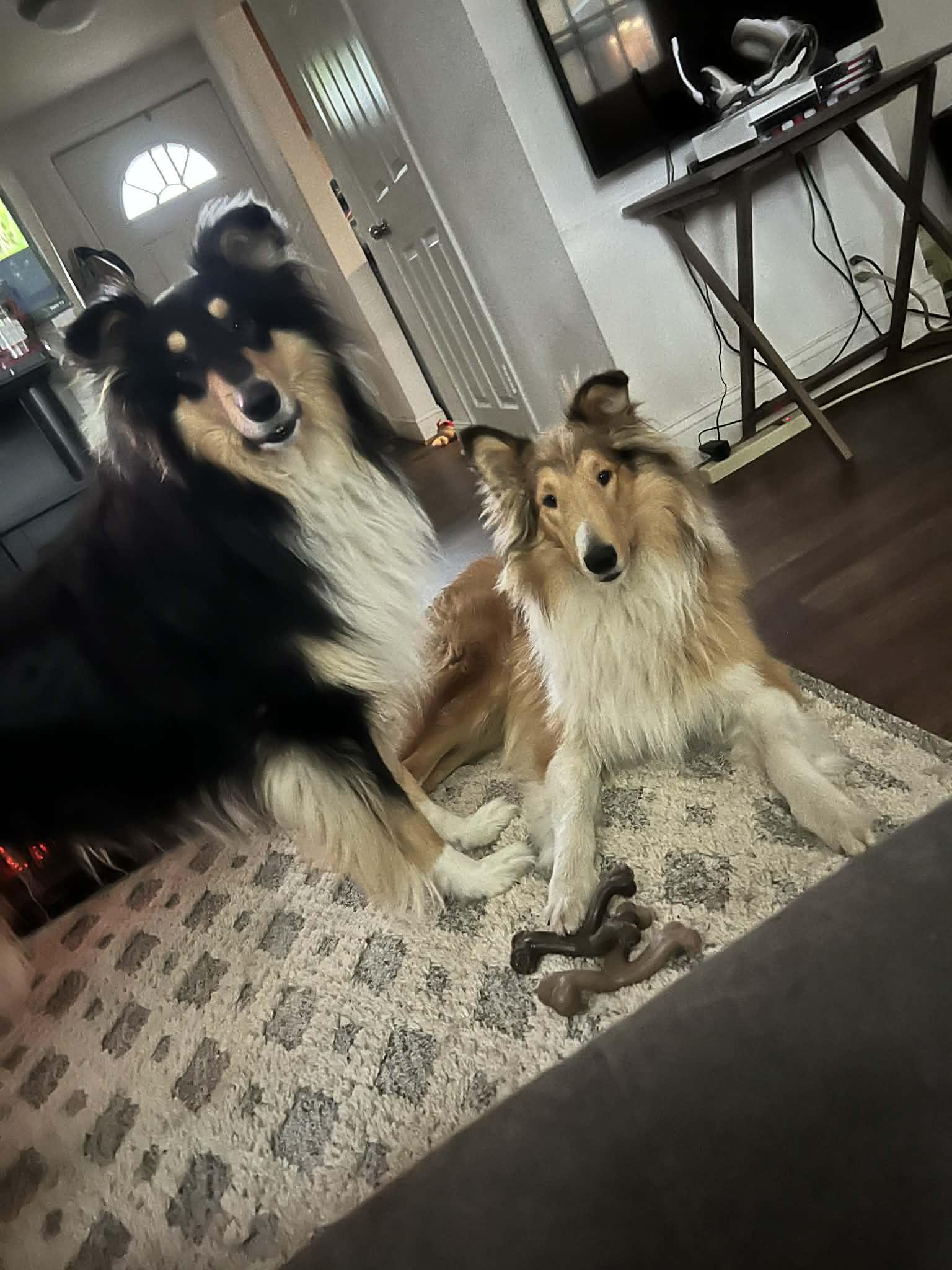 Enlarge Moose, a Adopted Rough Collie in Elyria, OH image 4/4