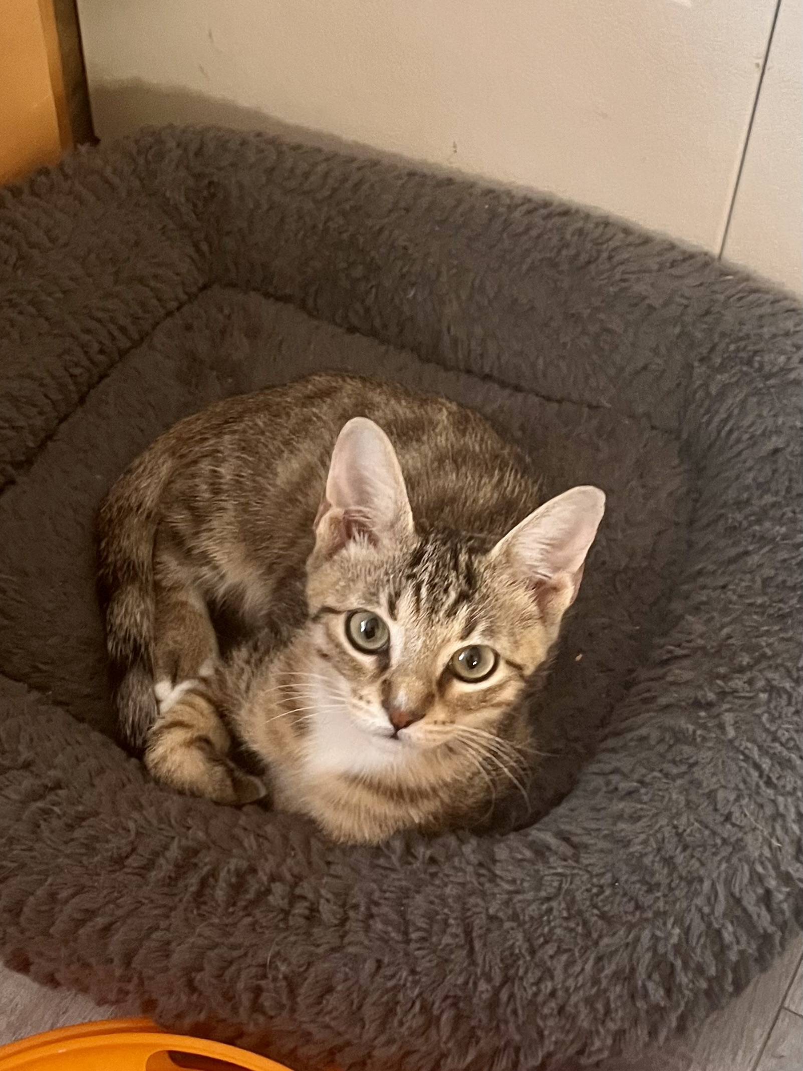 Ren, Adopted, Kitten Male Tabby.