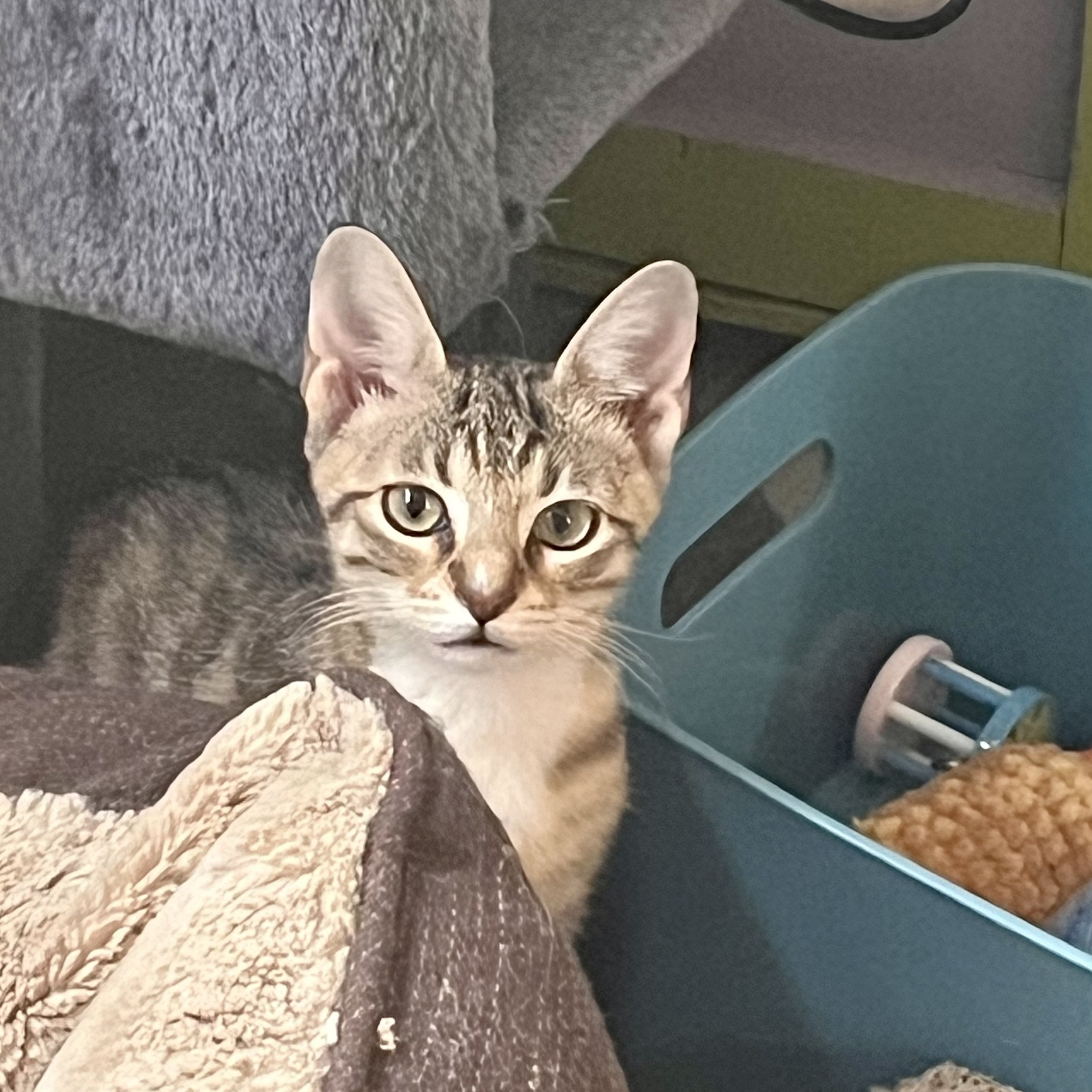 Enlarge Ren, a Adopted Tabby in Satellite Beach, FL image 2/3