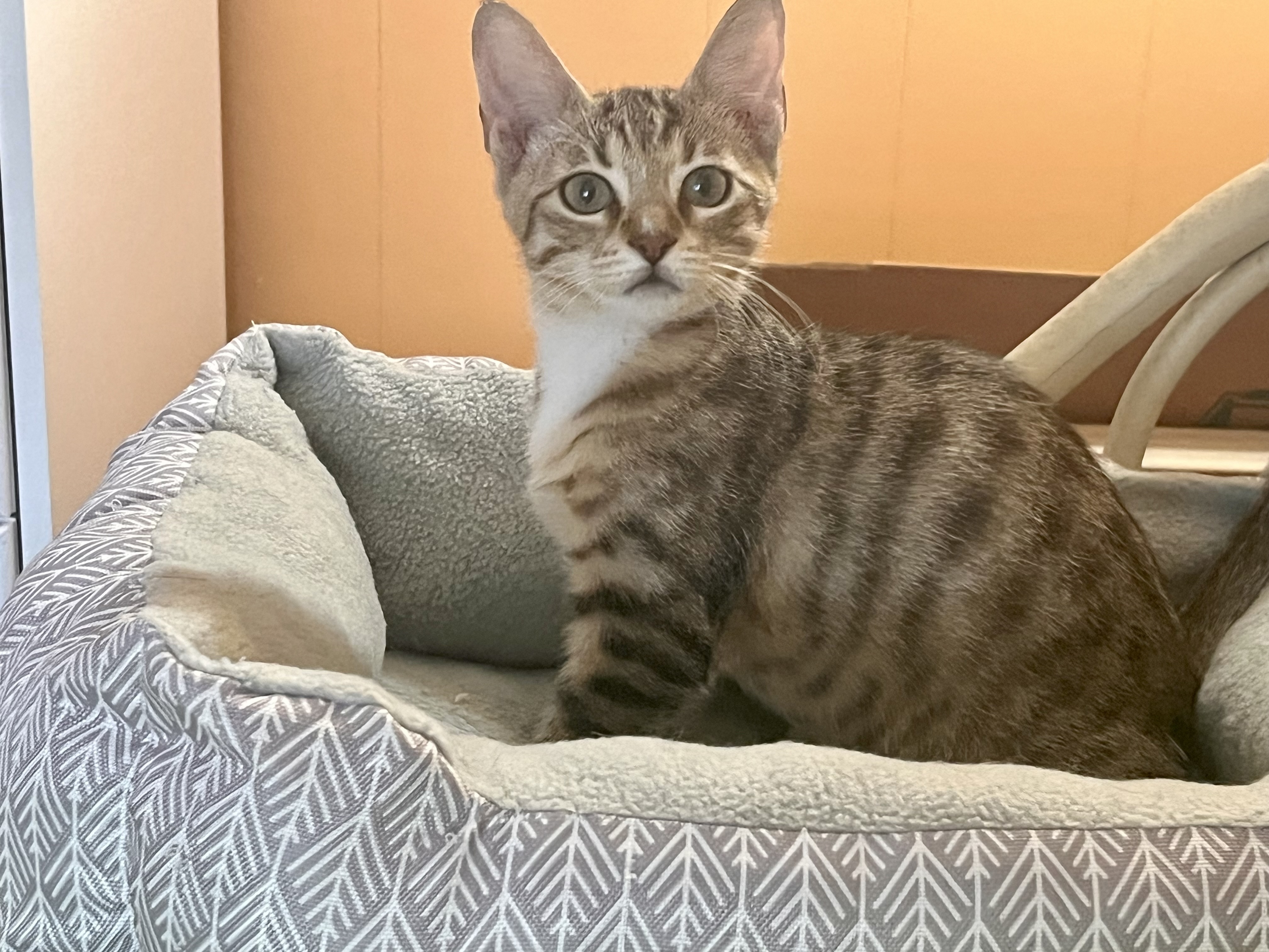 Enlarge Ren, a Adopted Tabby in Satellite Beach, FL image 3/3