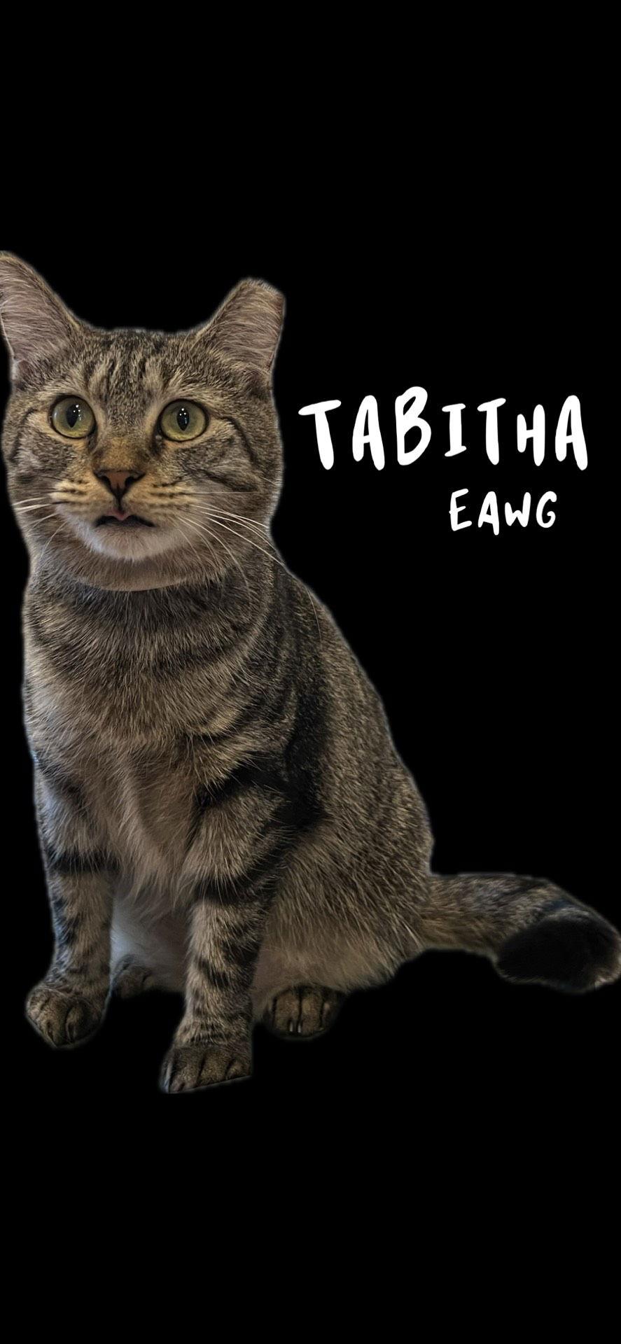 Tabitha, Adoptable, Adult Female Domestic Short Hair & Tabby.