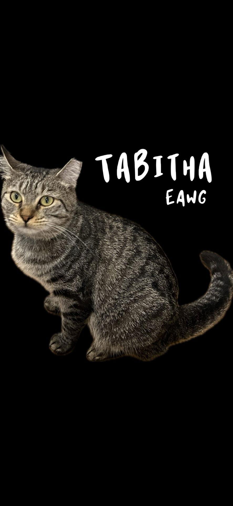 Tabitha, a Adoptable mixed breed in Pensacola, FL image 2/2