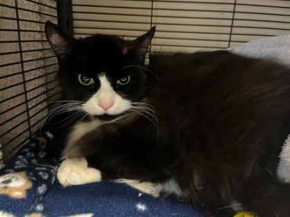 Enlarge Eddie, a Adoptable mixed breed in Bellingham, WA image 2/2