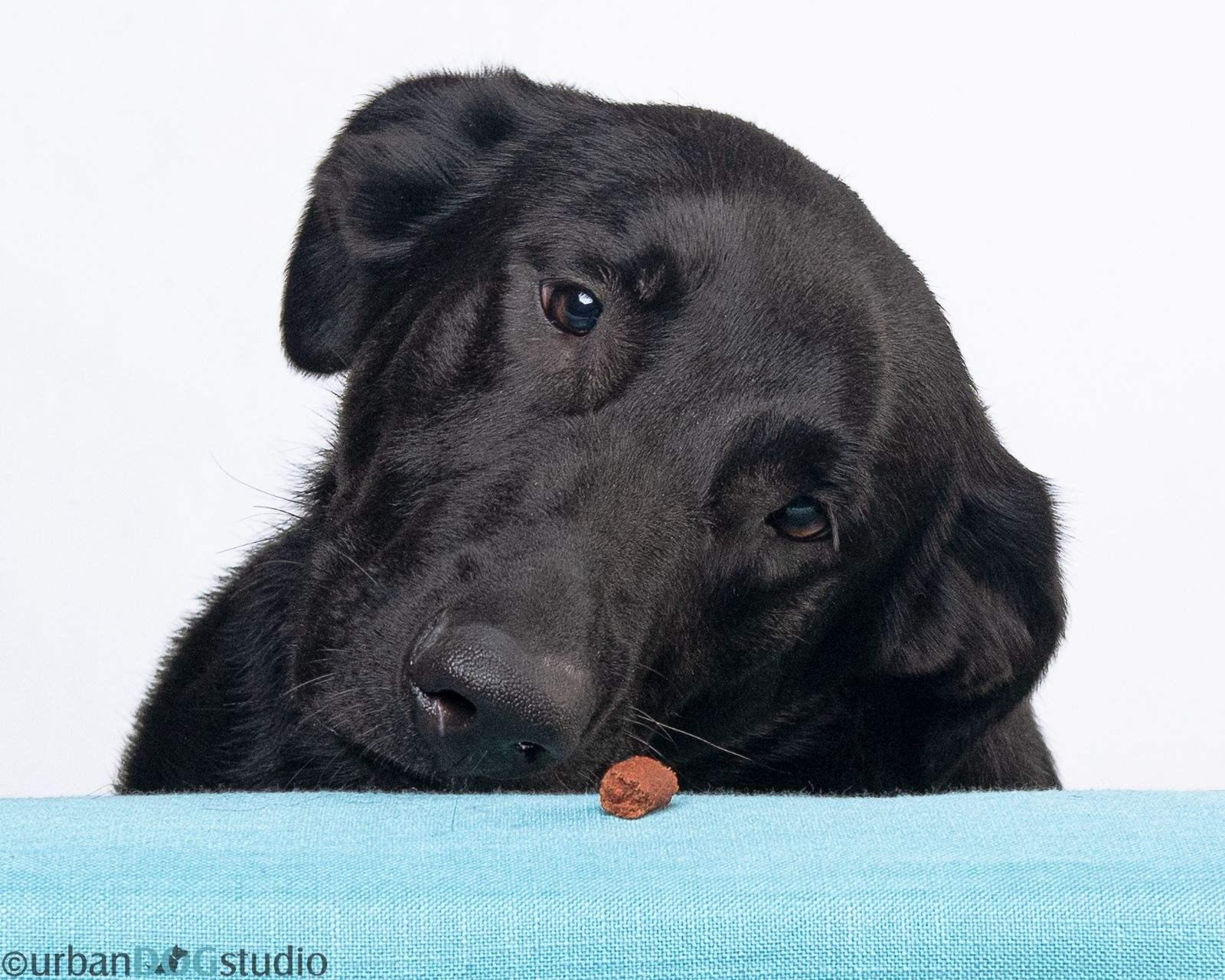 Enlarge Bear - M, a Adopted mixed breed in Tampa, FL image 1/3