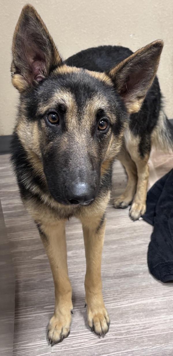 Cherry Blossom, Adoptable, Young Female German Shepherd Dog.