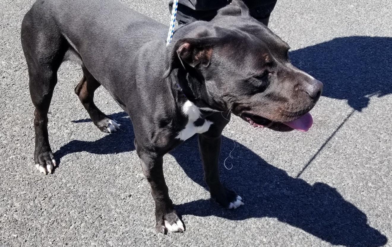 Jazz, an adopted mixed breed in Eau Claire, WI image 5/6