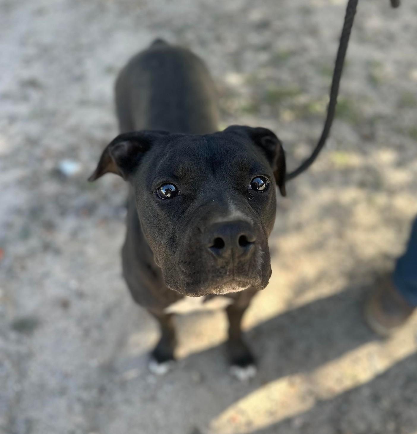 Jazz, an adopted mixed breed in Eau Claire, WI image 6/6