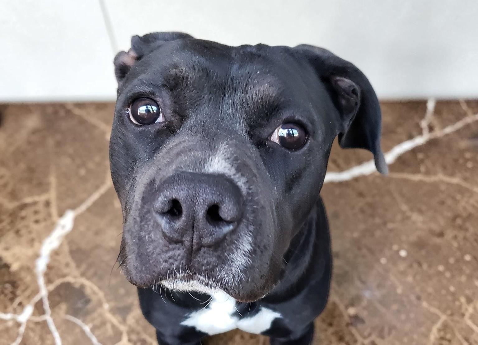 Jazz, adopted, Adult Male Boxer & Pit Bull Terrier.