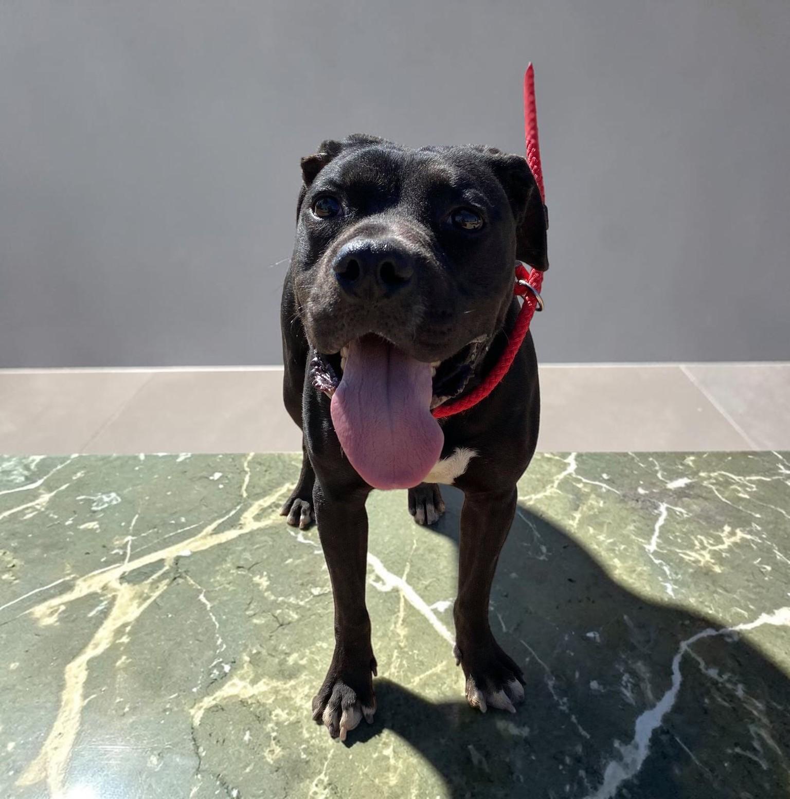 Jazz, an adopted mixed breed in Eau Claire, WI image 2/6