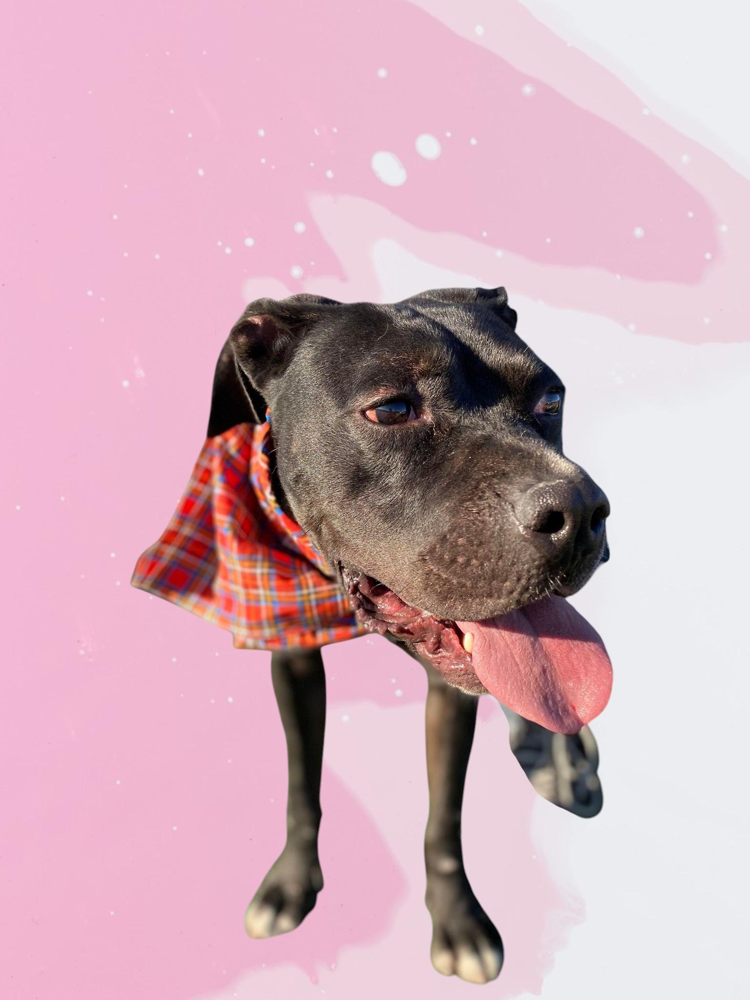 Jazz, an adopted mixed breed in Eau Claire, WI image 3/6