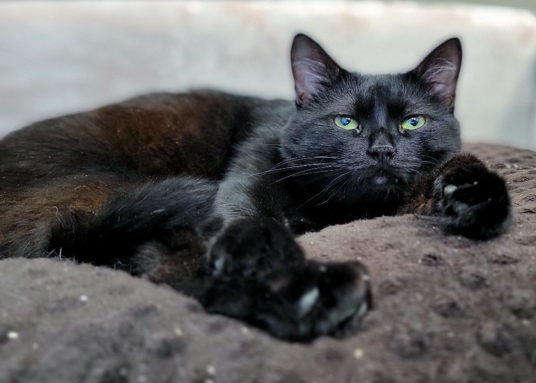 1-293 Shadow, Adoptable, Adult Male Domestic Short Hair.