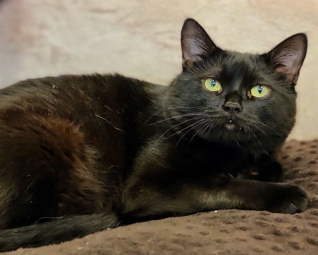 Enlarge 1-293 Shadow, a Adoptable mixed breed in Amityville, NY image 2/12