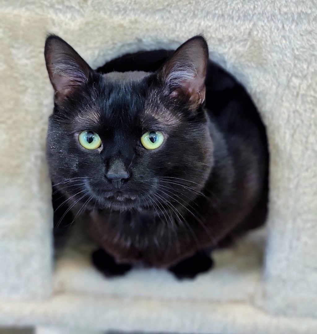 Enlarge 1-293 Shadow, a Adoptable mixed breed in Amityville, NY image 3/12