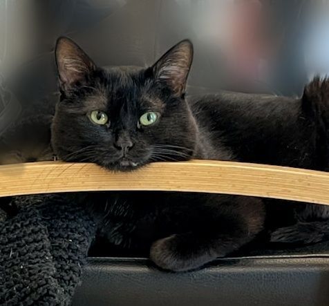 Enlarge 1-293 Shadow, a Adoptable mixed breed in Amityville, NY image 4/12