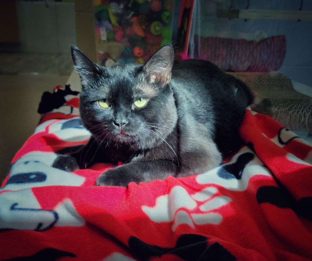 Enlarge 1-293 Shadow, a Adoptable mixed breed in Amityville, NY image 5/12