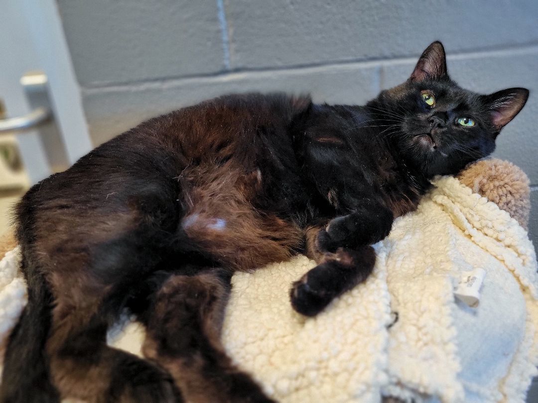 Enlarge 1-293 Shadow, a Adoptable mixed breed in Amityville, NY image 6/12