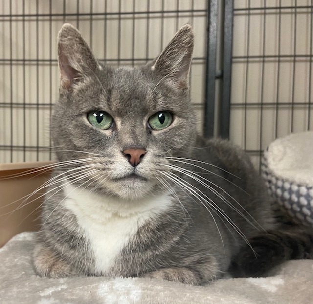 Ratchet, an adoptable Domestic Short Hair in Breinigsville, PA_image-1