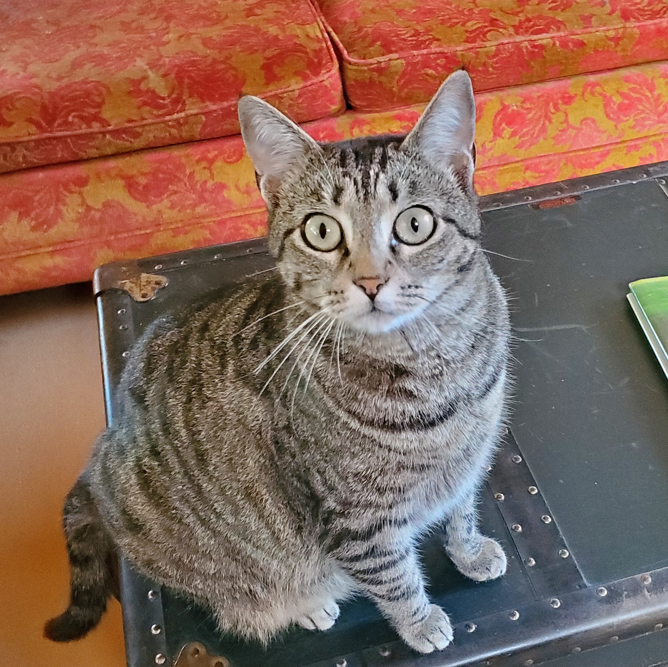 Zena, Adoptable, Adult Female Domestic Short Hair.