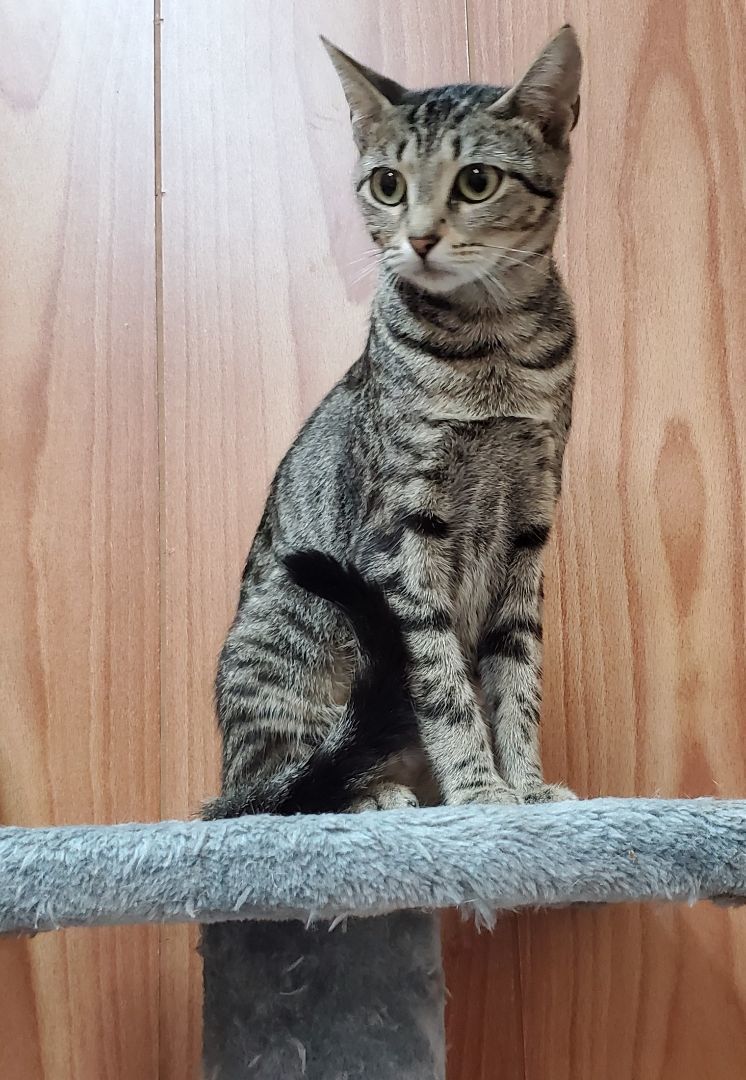 Zena, a Adoptable Domestic Short Hair in Camden, TN image 4/4