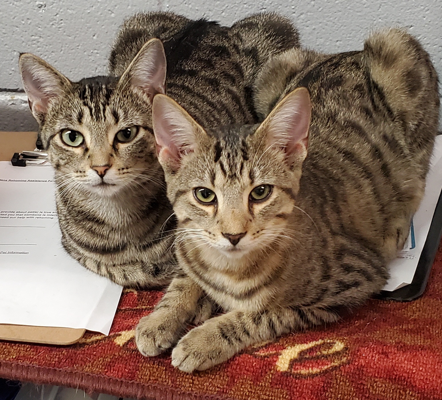 Zena, a Adoptable Domestic Short Hair in Camden, TN image 2/4