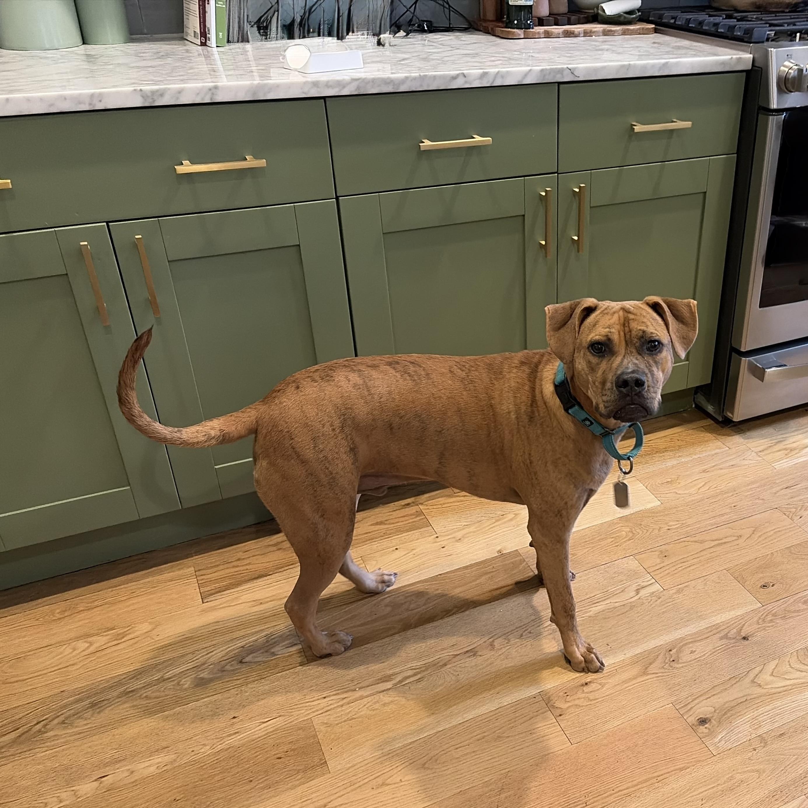 Enlarge Tobias, a Adopted mixed breed in Chicago, IL image 4/6