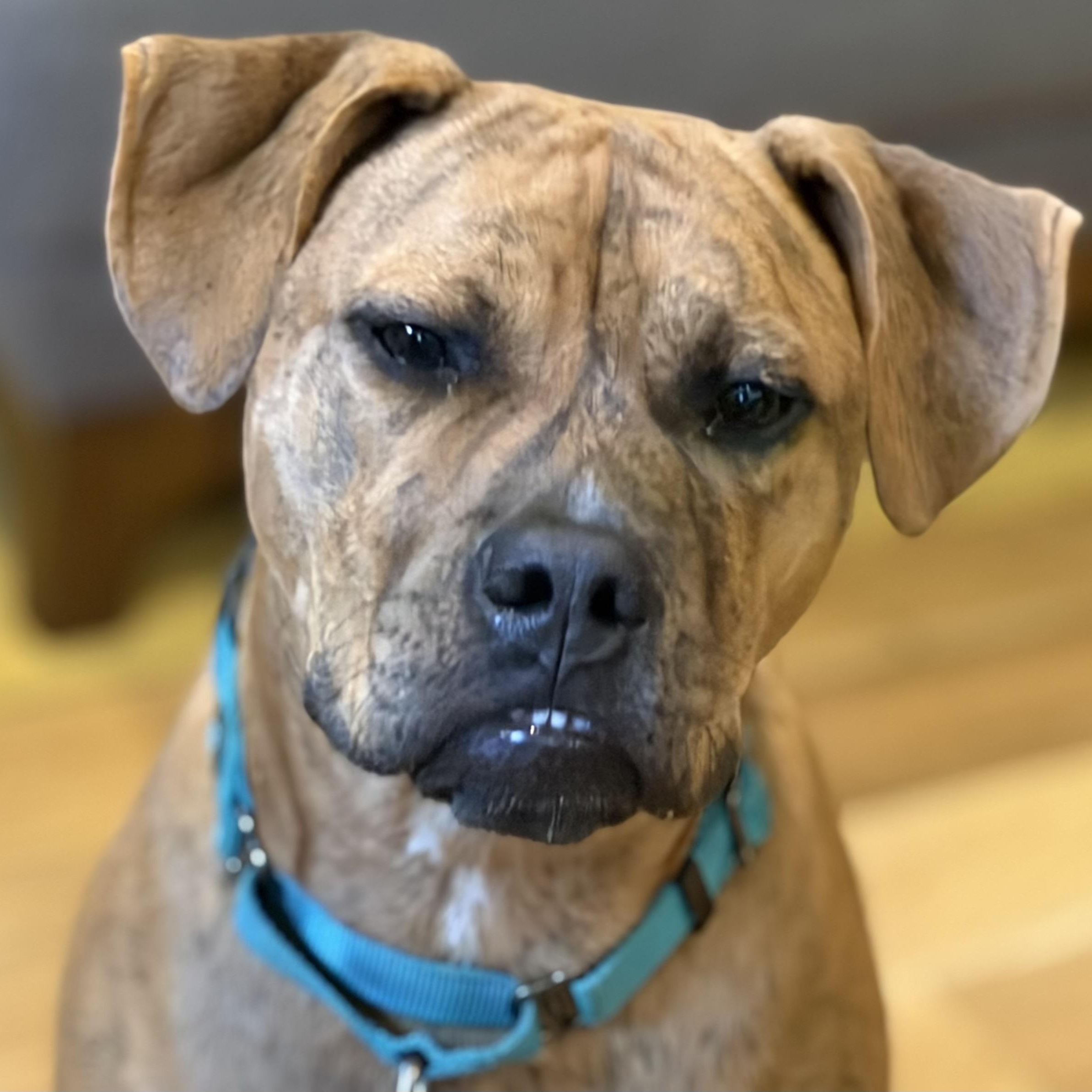 Enlarge Tobias, a Adopted mixed breed in Chicago, IL image 6/6