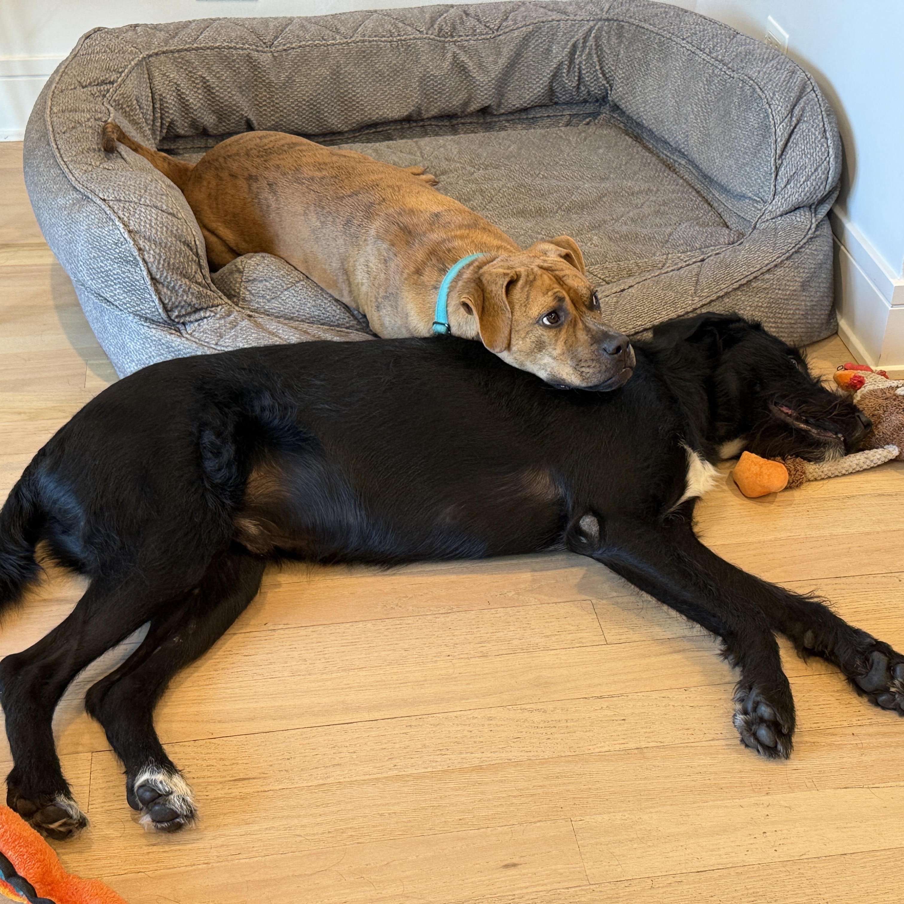 Enlarge Tobias, a Adopted mixed breed in Chicago, IL image 3/6