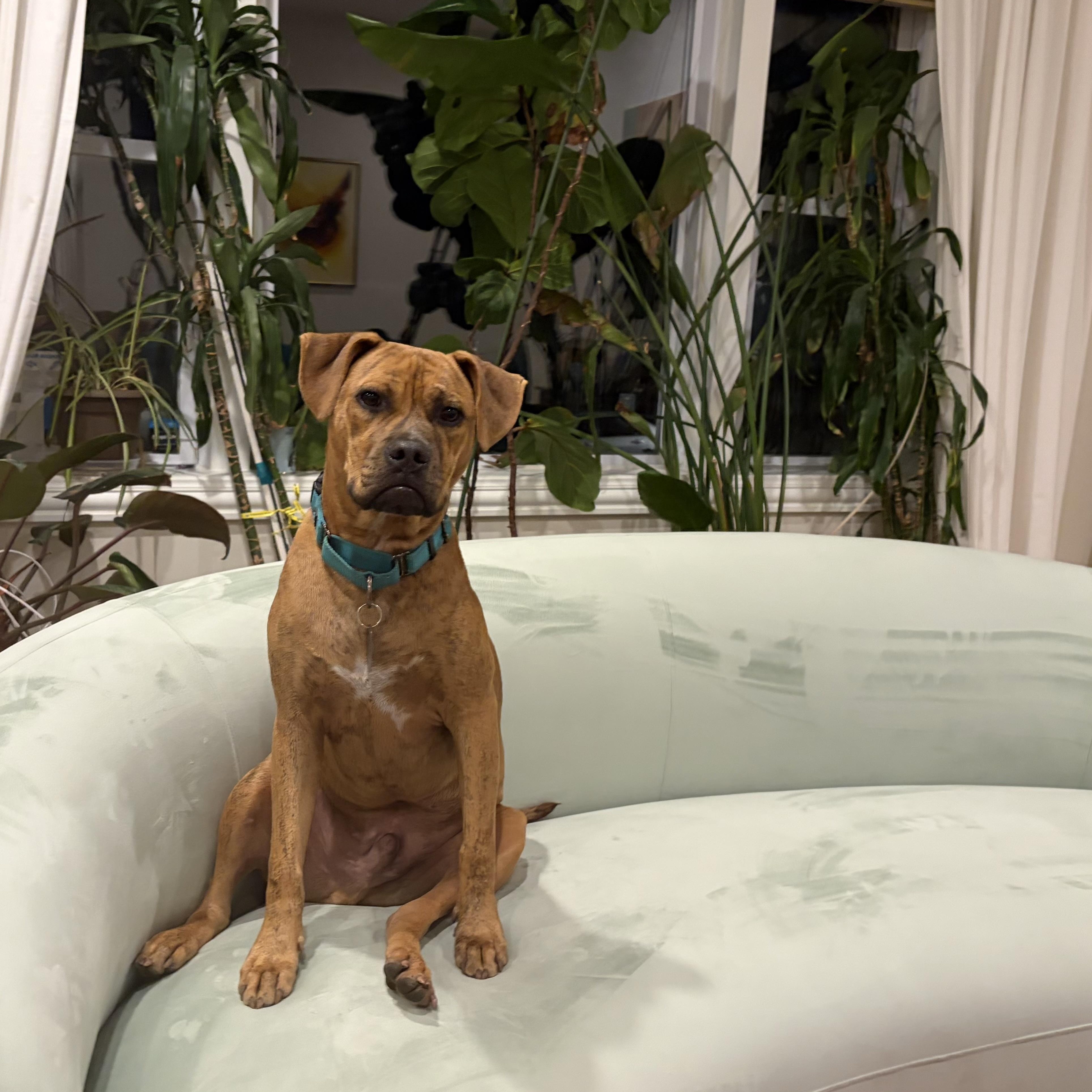 Enlarge Tobias, a Adopted mixed breed in Chicago, IL image 5/6