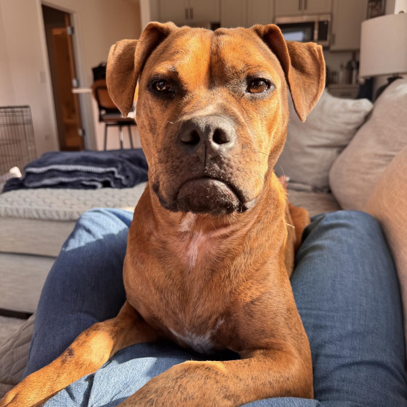 Enlarge Tobias, a Adopted mixed breed in Chicago, IL image 1/6