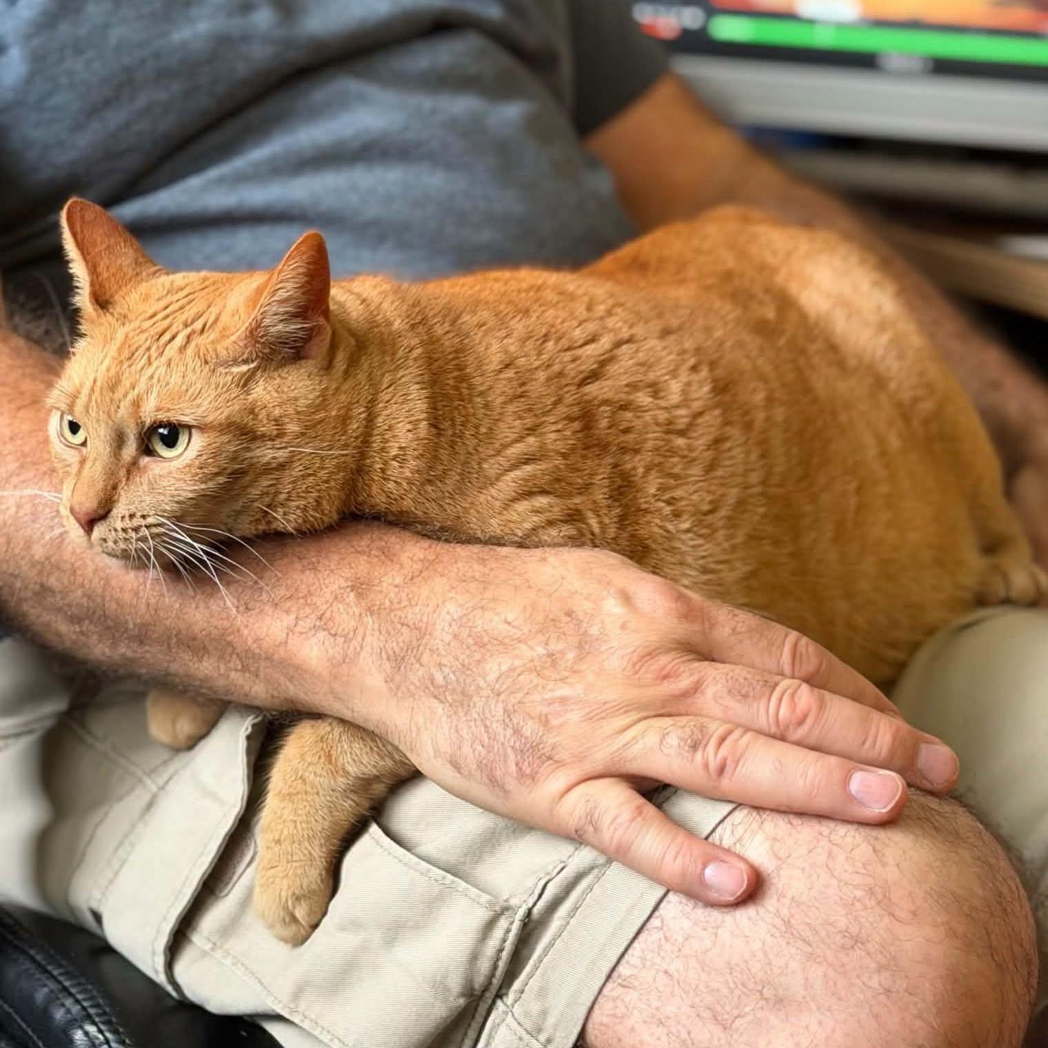 Carmel, Adoptable, Adult Female Domestic Short Hair.