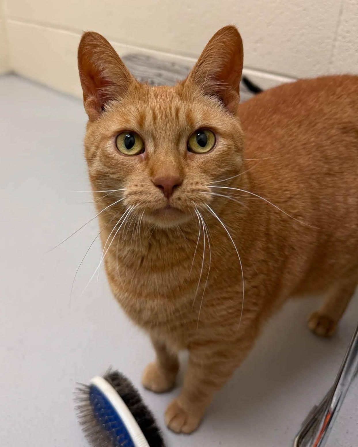 Enlarge Carmel, a Adoptable mixed breed in Fremont, MI image 2/3