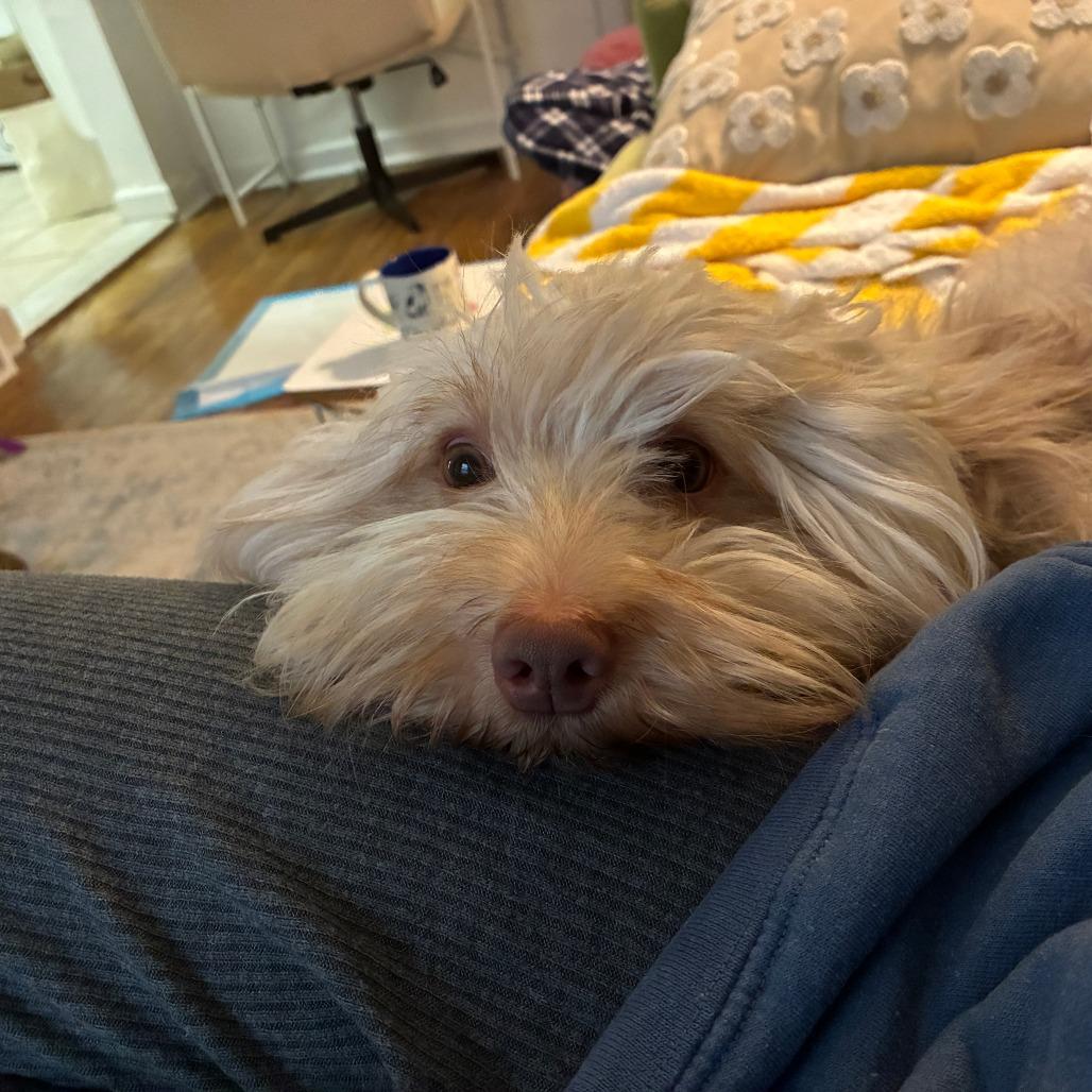 Enlarge Rowan, a Adoptable Havanese in Brooklyn, NY image 1/5