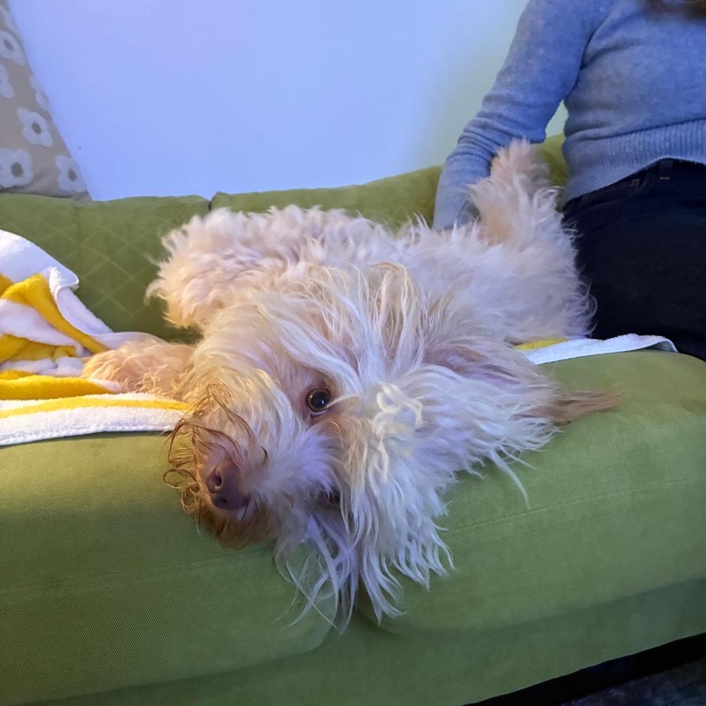 Enlarge Rowan, a Adoptable Havanese in Brooklyn, NY image 2/5