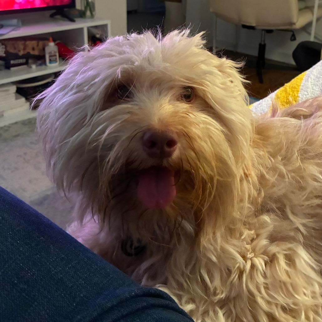 Enlarge Rowan, a Adoptable Havanese in Brooklyn, NY image 3/5