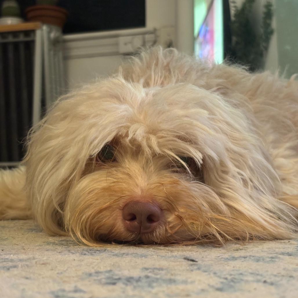 Enlarge Rowan, a Adoptable Havanese in Brooklyn, NY image 4/5