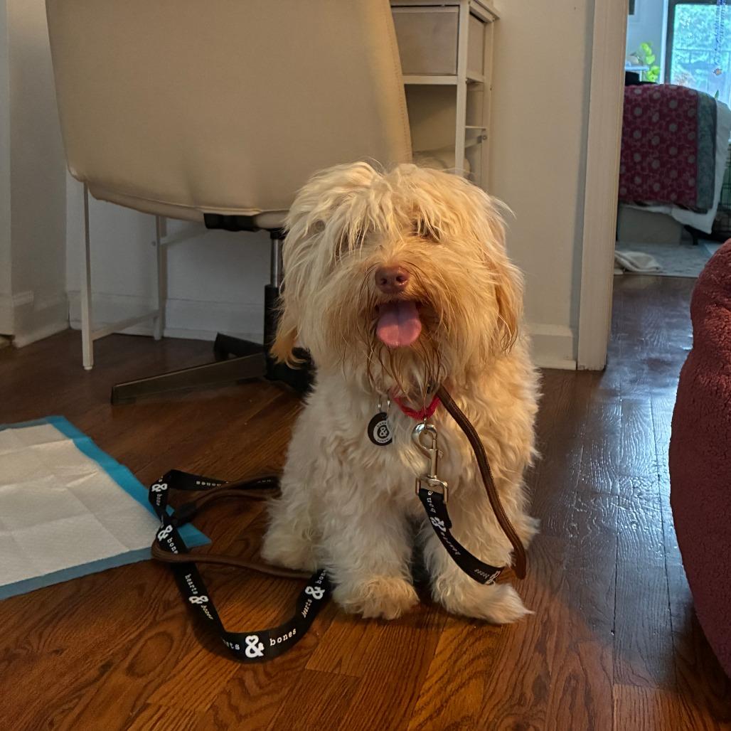 Enlarge Rowan, a Adoptable Havanese in Brooklyn, NY image 5/5