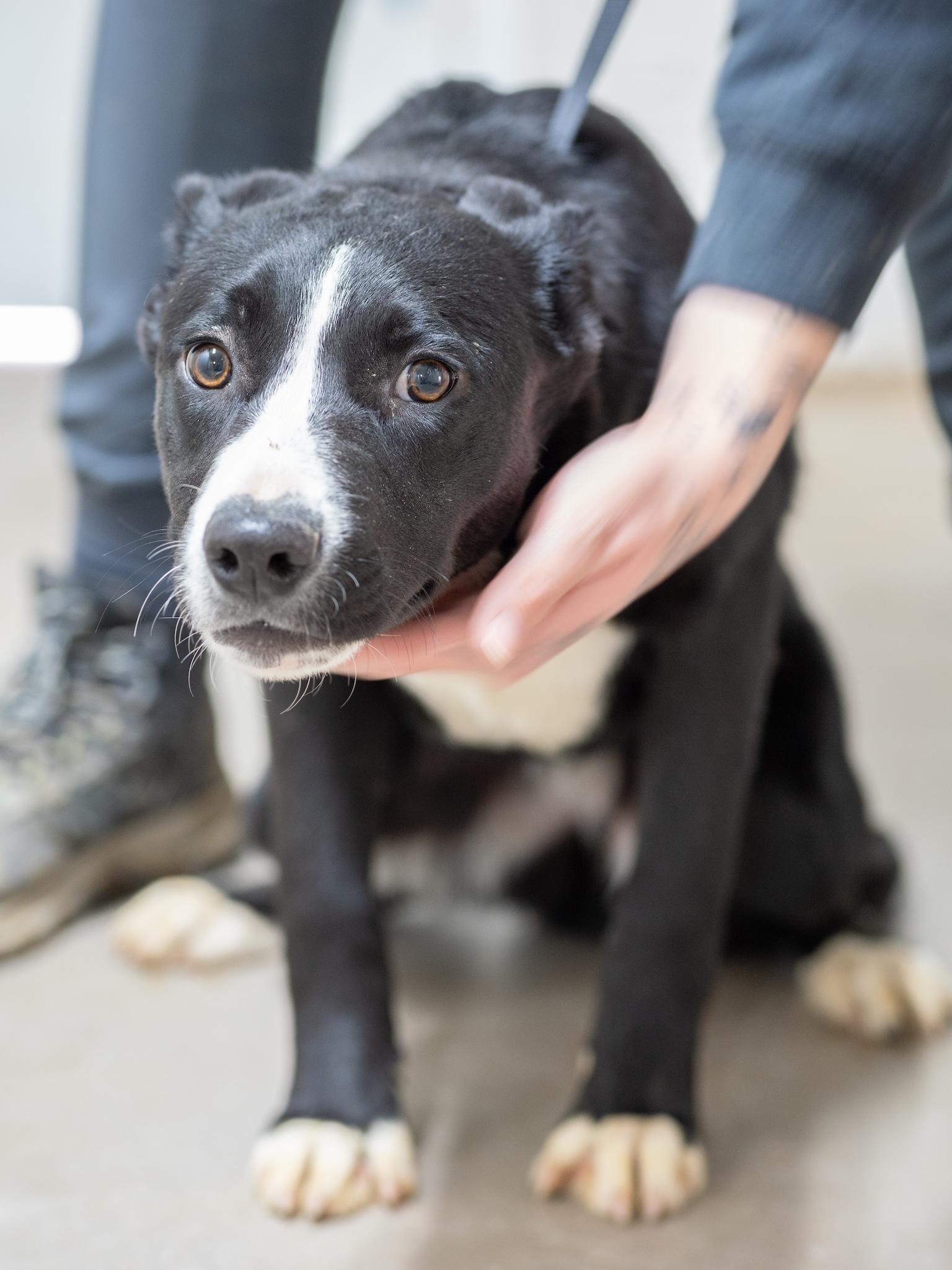 Enlarge Shadow, a ADOPTABLE Cattle Dog in Globe, AZ image 1/1