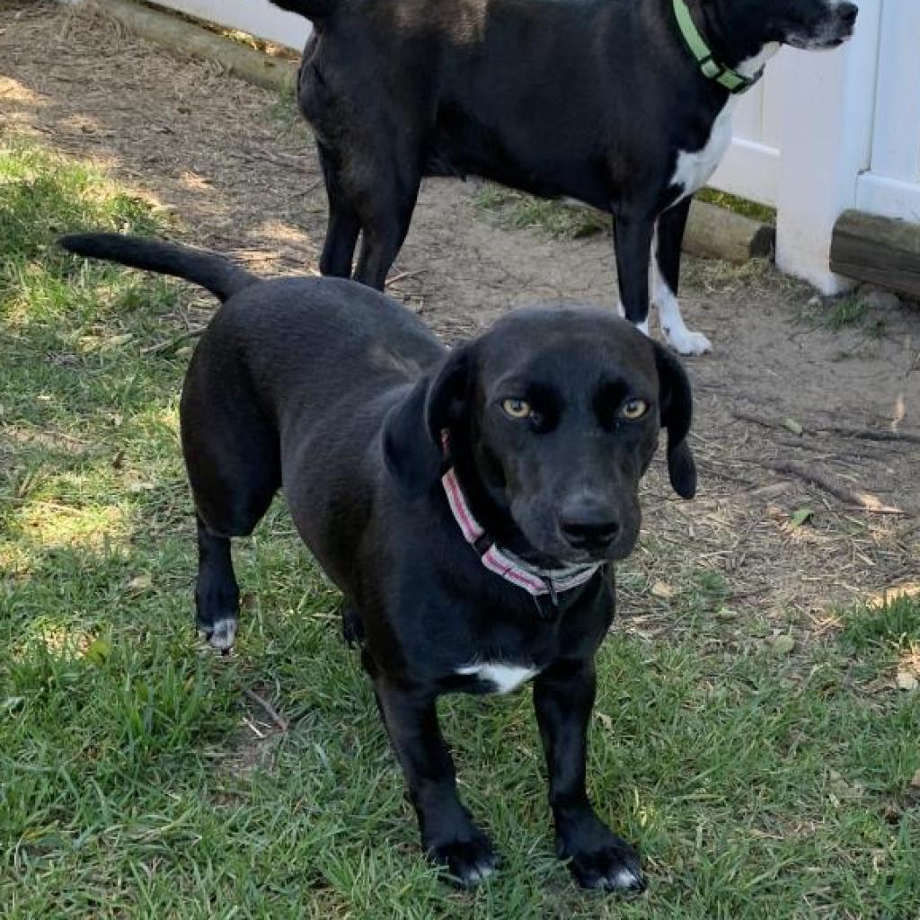 Jolene, Adoptable, Adult Female Mixed Breed.