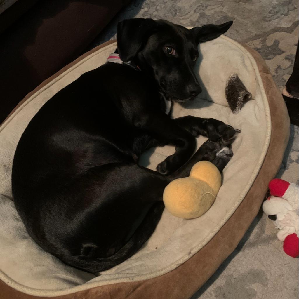 Jolene, Adoptable, Adult Female Mixed Breed.